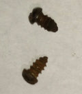Antique Briggs Serial Tag Screws